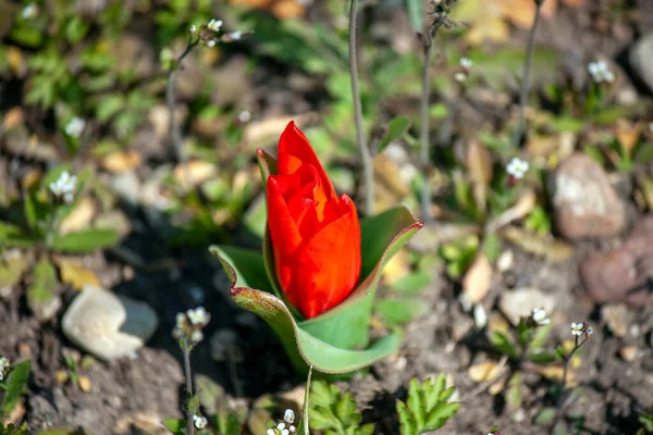 Gros Plan Une Fleur Rouge Tulipe Tulipa Liliacées — Photo