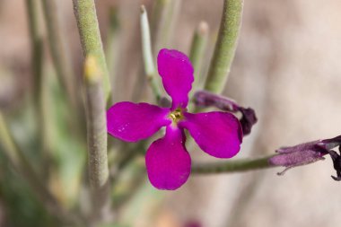 Matthiola triküpidata (İtalyanca: Violacciocca selvatica; İngilizce: Three-horn Stock), Akdeniz kıyılarına özgü, Brassicaceae familyasından bir bitki türü..