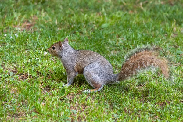 Cute Eastern Gray Squirrel Sciurus Carolinensis Also Known Grey Squirrel — Stockfoto