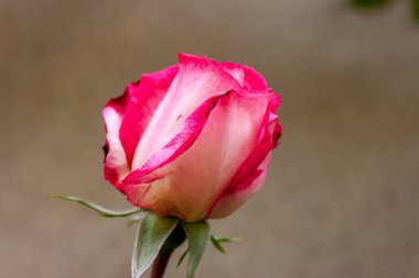 Çiçek açmış bir gül Harlekin 'inin muhteşem bir örneği. Harlekin gülü (Korlupo olarak da bilinir), modern bir dağcı gülüdür. Krem rengi çiçeklerle karakterize edilir. Kenarlarında açık pembe renkler vardır..