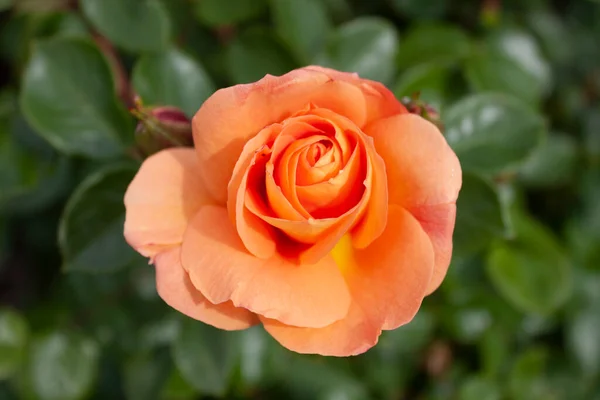 Splendid Specimen Rose Francoise Gaujard Bloom Rose Franoise Gaujard Characterized — Foto de Stock