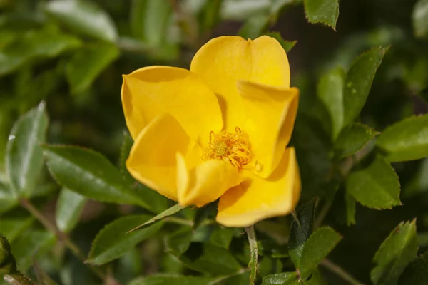 A splendid specimen of a rose Golden age in bloom. This climber rose produces masses of small flowers of an intense golden yellow colour, with a subtle honey fragrances.