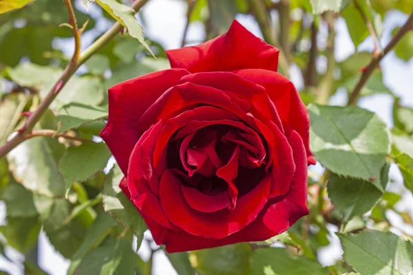 Superb Specimen Rose Etoile Hollande Bloom Etoile Hollande Magnificent Climbing — Foto de Stock