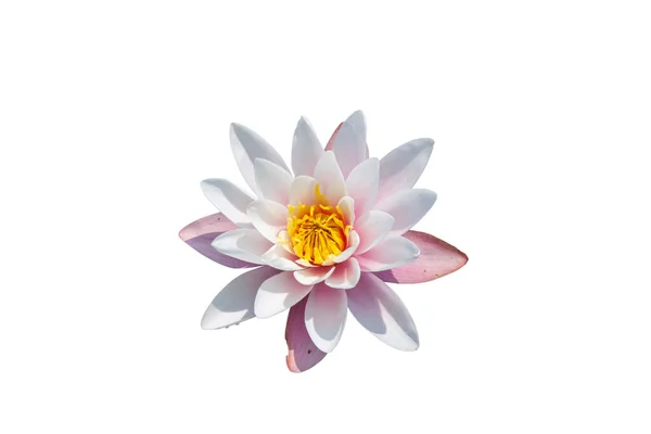 Beautiful Lotus Flower Isolated White — Stock Photo, Image