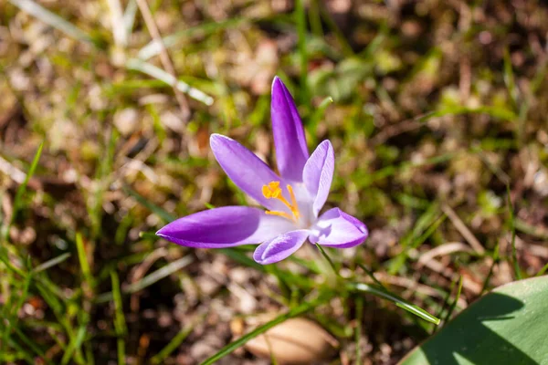 Colorful Crocus Flower Blooming Garden Spring — Fotografia de Stock