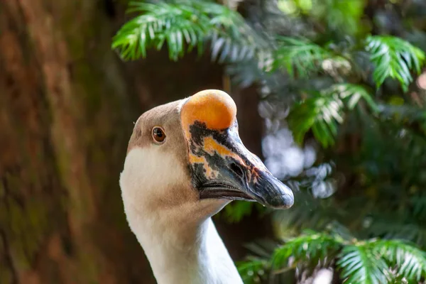 Lähikuva Joutsenesta Tieteellinen Nimi Anser Cygnoides Anatidae Heimoon Kuuluva Lintu — kuvapankkivalokuva