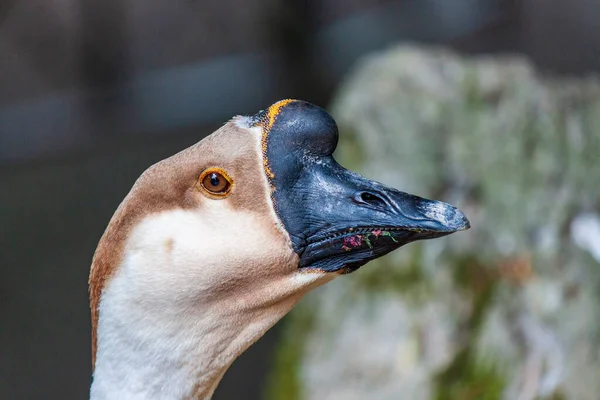 Close Ganso Cisne Nome Científico Anser Cygnoides Uma Ave Pertencente — Fotografia de Stock