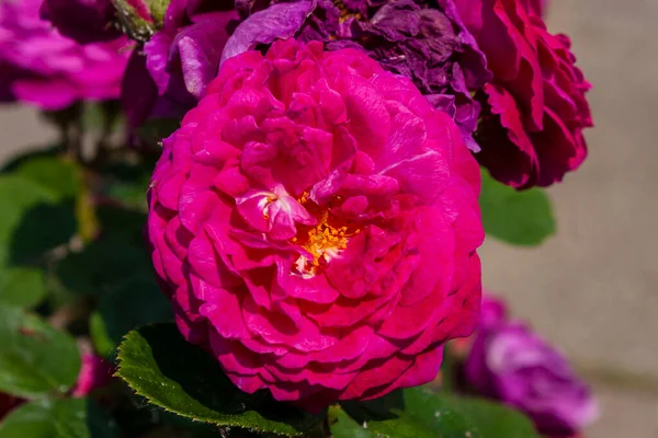 Splendid Specimen Rose Gypsy Boy Bloom Gypsy Boy Rose Produces — Stockfoto