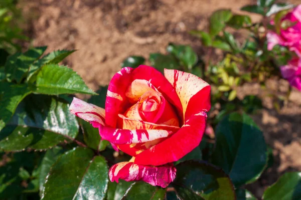 Splendid Specimen Rose Broceliande Bloom Broceliande Rose Produces Large Yellow — Foto de Stock