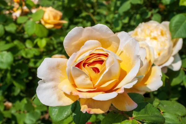 Splendid Specimen Rose Charles Darwin Bloom Charles Darwin Rose Produces — Foto de Stock