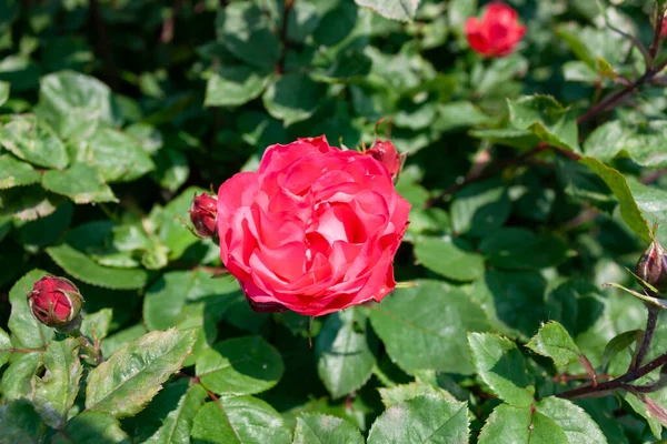 Splendid Specimen Rose Cherry Bonica Bloom Cherry Bonica Rose Produces — Stockfoto