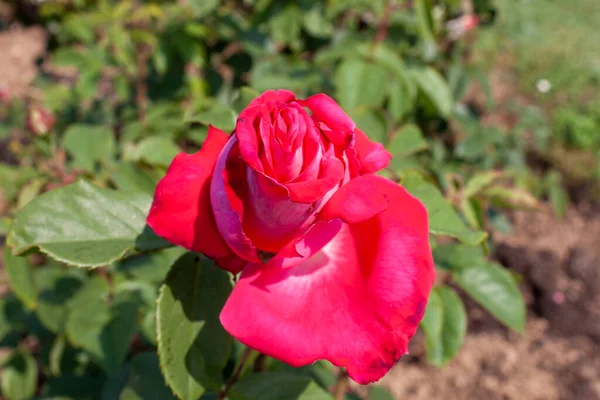 Splendid Specimen Rose First Blush Bloom First Blush Rose Produces — Foto de Stock