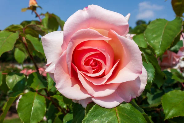Splendid Specimen Rose Roberto Capucci Bloom Roberto Capucci Rose Produces — Foto de Stock
