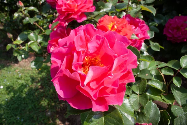 Прекрасный Экземпляр Цветущей Розы Croasna Croasna Роза Которая Производит Большой — стоковое фото
