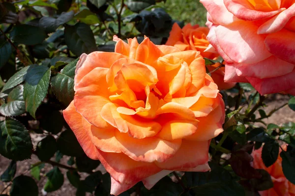 Splendid Specimen Rose Danica Bloom Danica Rose Produces Large Double — Foto de Stock