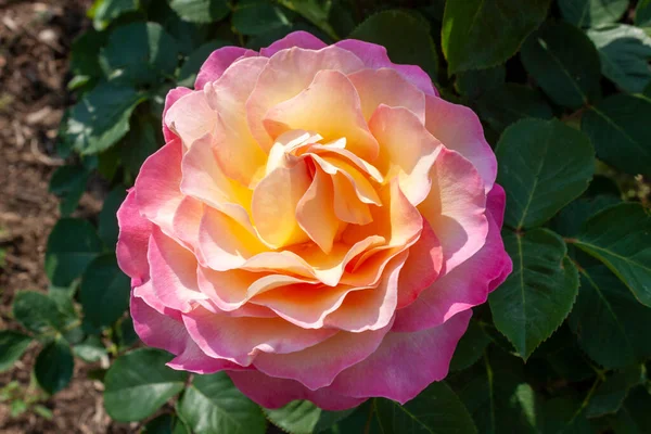 Splendid Specimen Rose Gorgeous Bloom Gorgeous Rose Produces Very Large — Foto de Stock