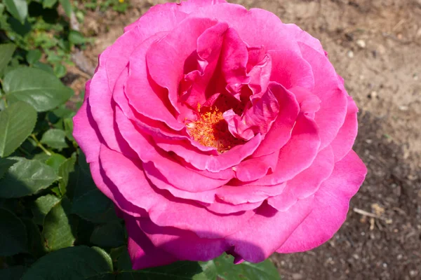 Splendid Specimen Rose Meicellie Bloom Meicellie Rose Produces Large Solitary — Foto de Stock
