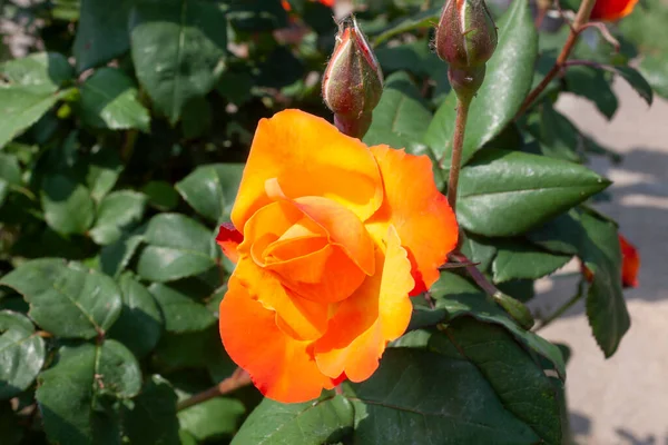 Splendid Specimen Rose Del 3104 Bloom Del 3104 Rose Produces — Foto de Stock