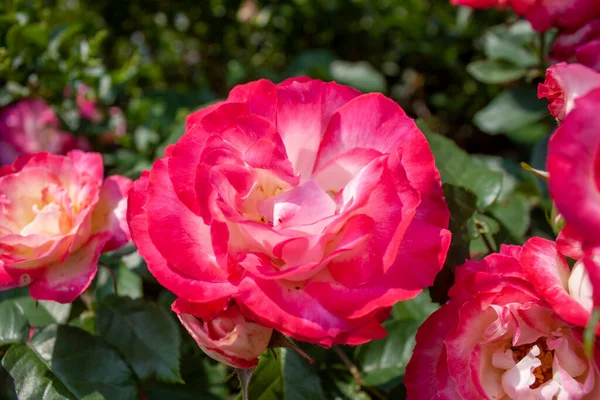 Splendid Specimen Rose Suni Bloom Suni Rose Produces Medium Flower — Foto de Stock