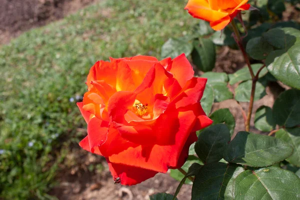 Splendid Specimen Rose Beautiful Red Orange Color Sloping Yellow Center — Foto Stock