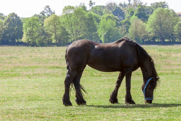 Beautiful Black Draft Horse Grazes Field Hot Summer Afternoon — Stockfoto