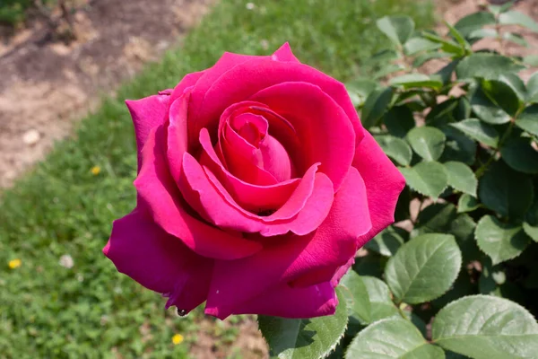 Splendid Specimen Rose Bar 7702 Bloom Bar 7702 Rose Produces — Foto de Stock