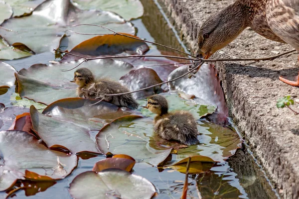 Two Cute Fluffy Mallard Ducklings Anas Platyrhynchos Swim Pond Water — Stockfoto