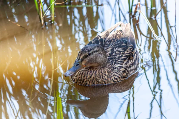 Mallard Hembra Nadando Estanque Día Soleado Caliente —  Fotos de Stock