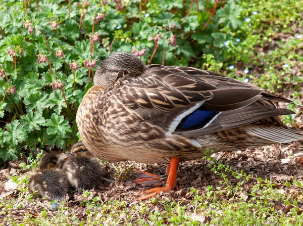 Mallard Female Little Ducklings Living Nature River Sunny Day — Stockfoto