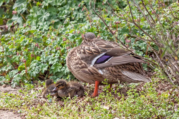 Mallard Female Little Ducklings Living Nature River Sunny Day — Stockfoto