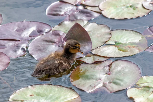 Cute Fluffy Mallard Duckling Anas Platyrhynchos Swim Pond Water Lily —  Fotos de Stock