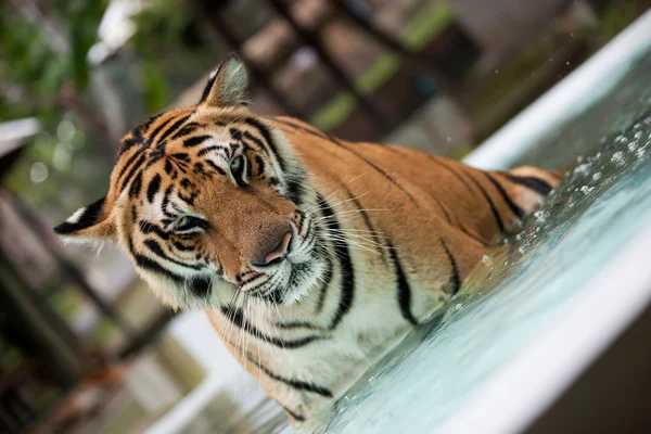 Tigre Indo-China na piscina — Fotografia de Stock