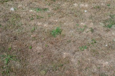 Bozkır ile küçük bir çim Üstten Görünüm