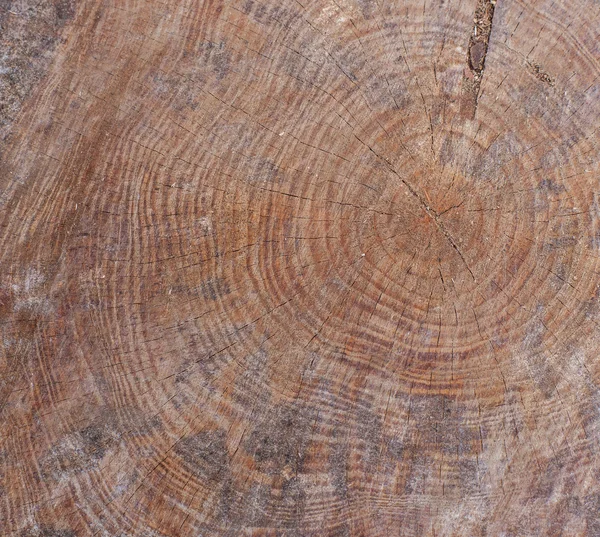 Textura del tronco del árbol marrón o fondo —  Fotos de Stock