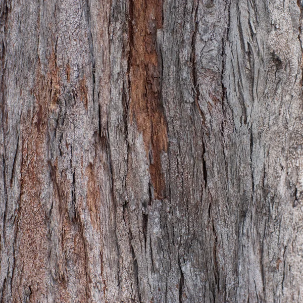 Textura de corteza de árbol — Foto de Stock