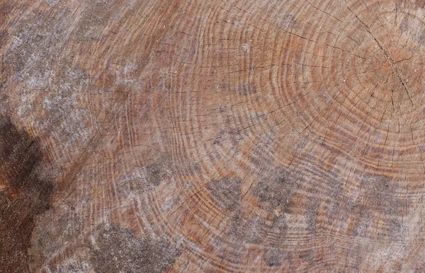 Textura del tronco del árbol marrón o fondo —  Fotos de Stock