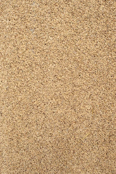 Background of drying rice — Stock Photo, Image