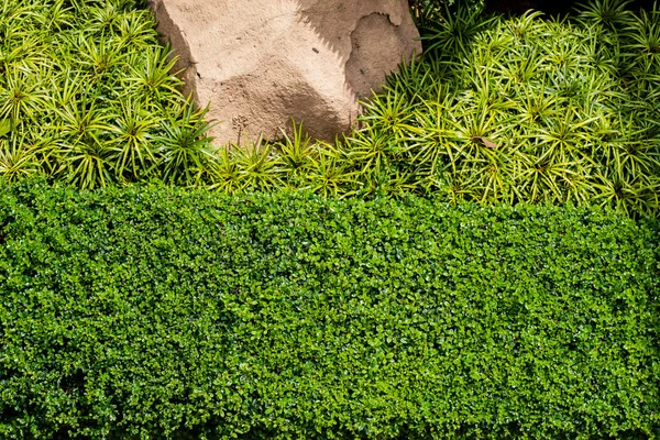 Fond d'herbe verte avec grande pierre et buisson — Photo