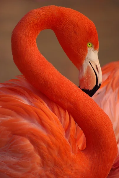 Flamingo portrait — Stock Photo, Image