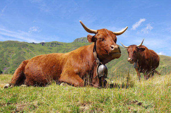 French Saler cows