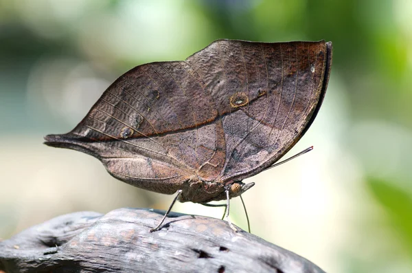 Kallima motyl — Zdjęcie stockowe