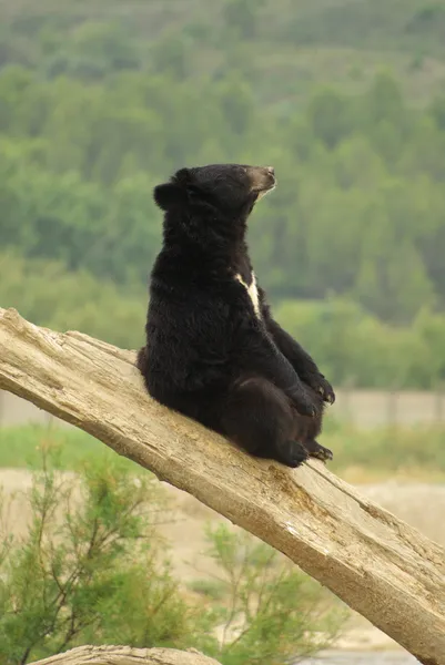 Urso negro engraçado — Fotografia de Stock