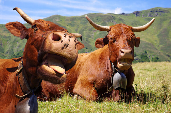Funny cows