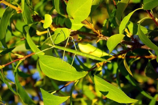 Stick insect — Stock Photo, Image