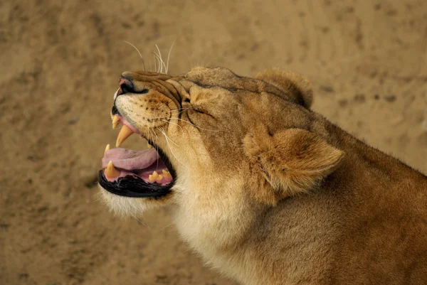 Яростная львица — стоковое фото