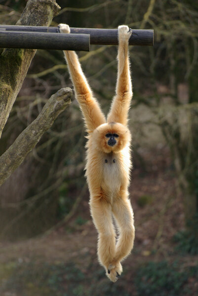 Белорукий гиббон
