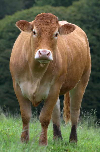 French cow — Stock Photo, Image