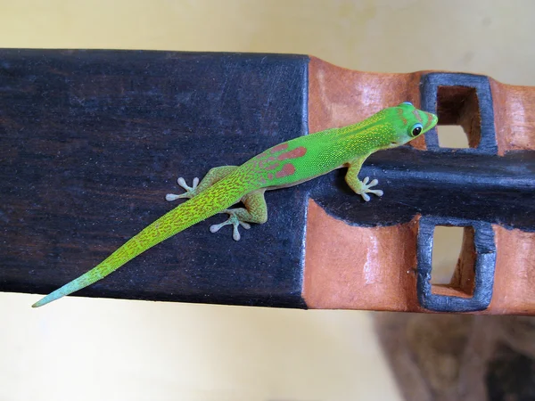 Day Gecko — Stock Photo, Image