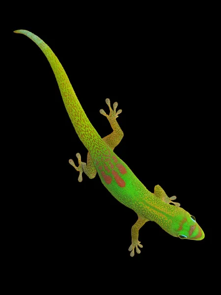 Dia Gecko isolado em preto — Fotografia de Stock