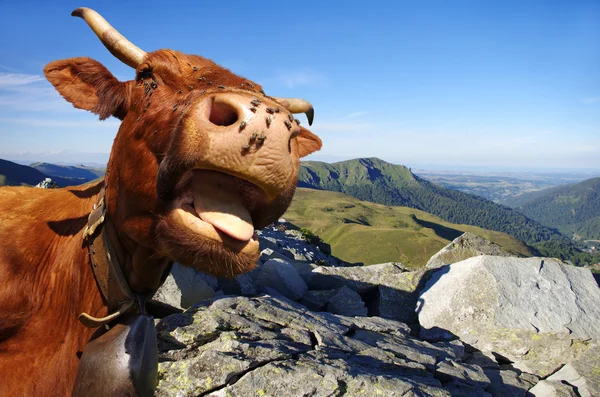 Lustige Kuh - ländliche Szene — Stockfoto